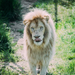 WHITE LION